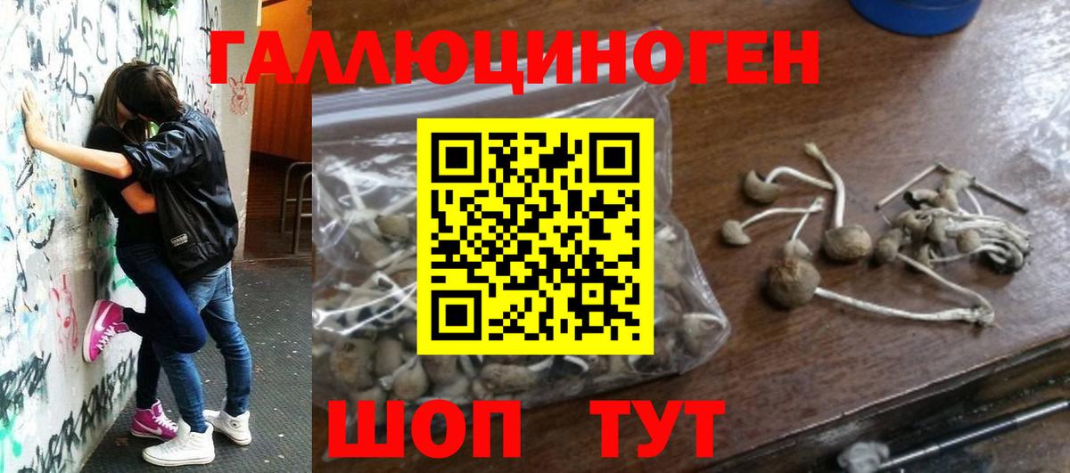 Псилоцибиновые грибы Psilocybine cubensis Малгобек